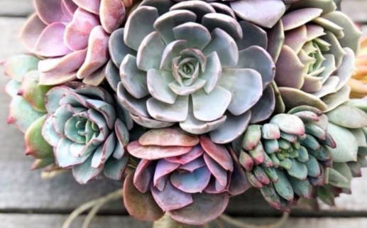 属狗生于正月是什么命